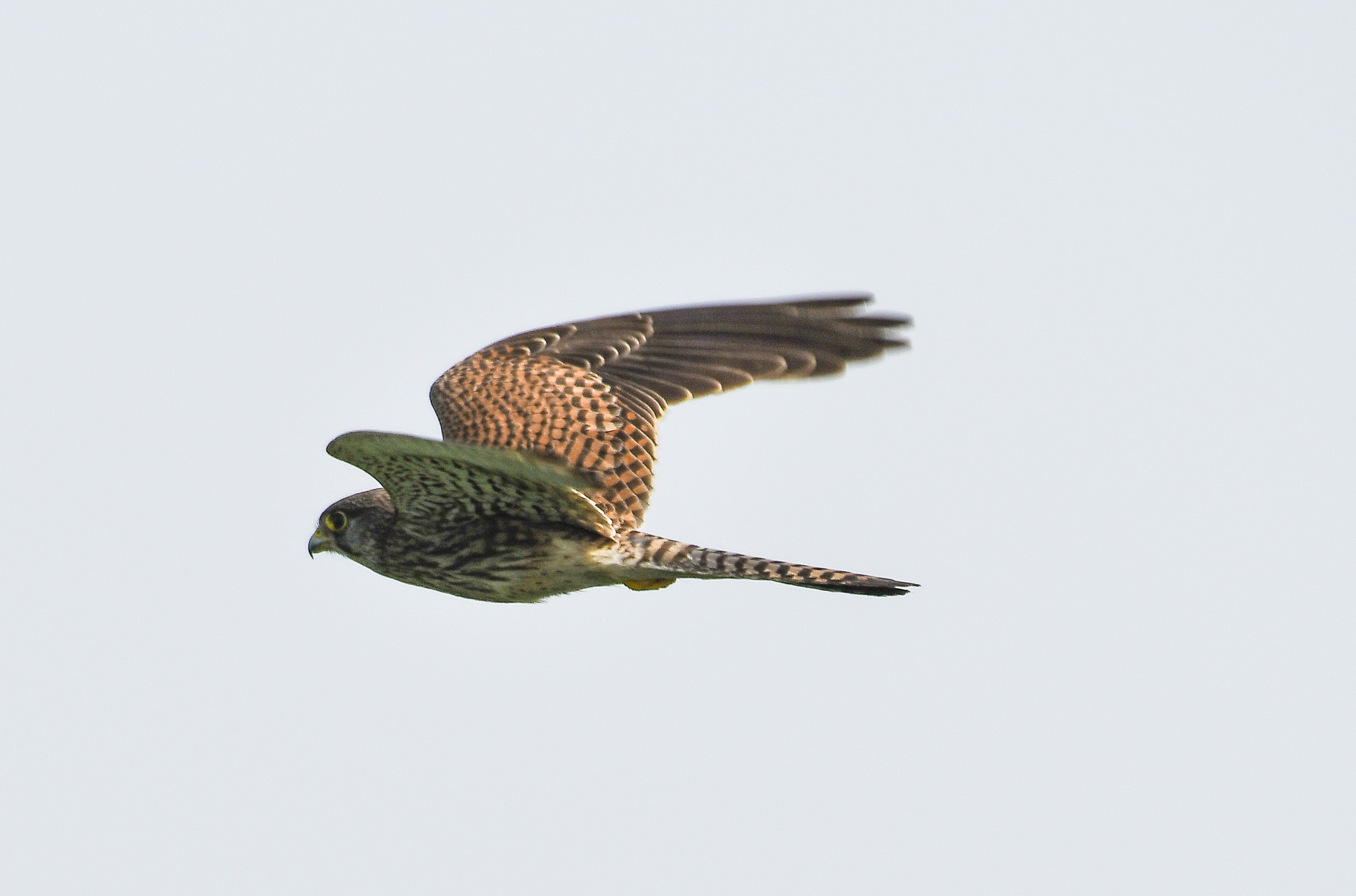 Birds